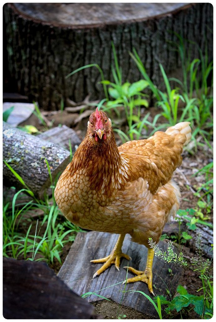 Rustic Farm Wedding Chicken