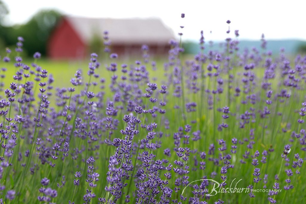 Lavender Farm Photo